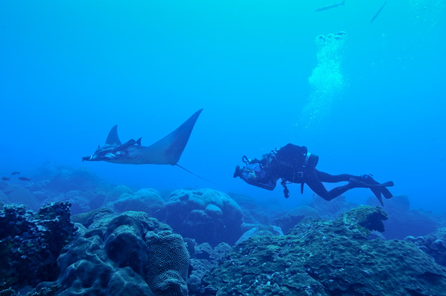 Manta Ray Nursery Discovered
