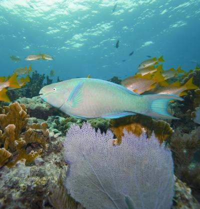 Adult Male Parrotfish