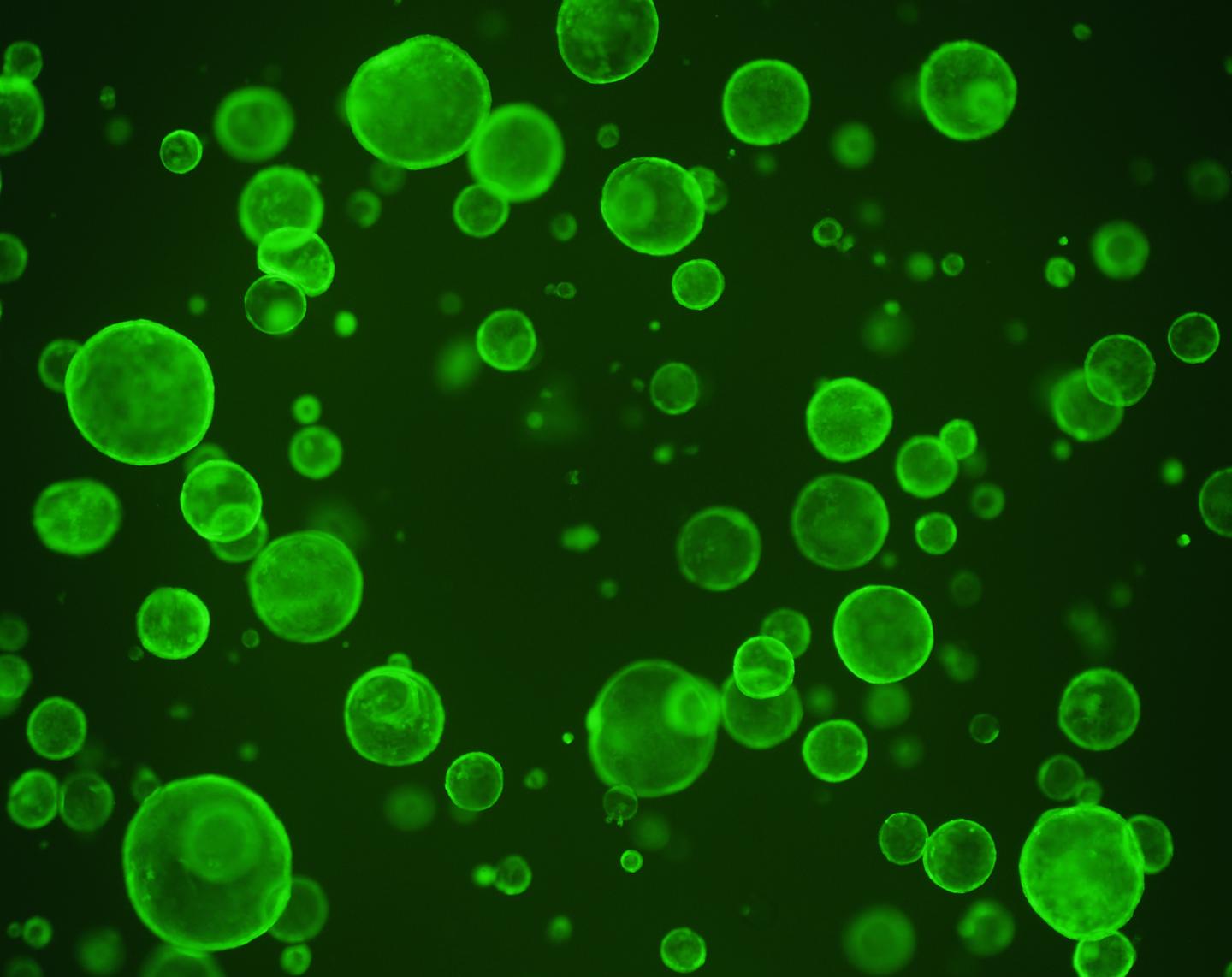 Gut Microbes' Metabolite Dampens Proliferation of Intestinal Stem Cells