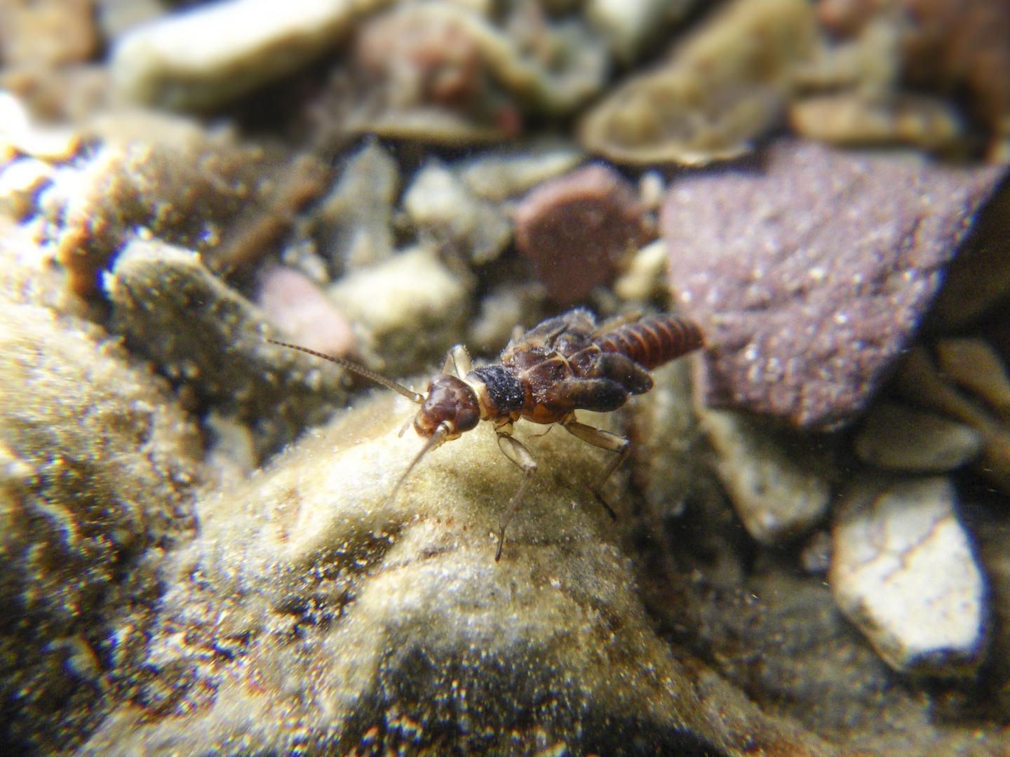 Meltwater Stonefly