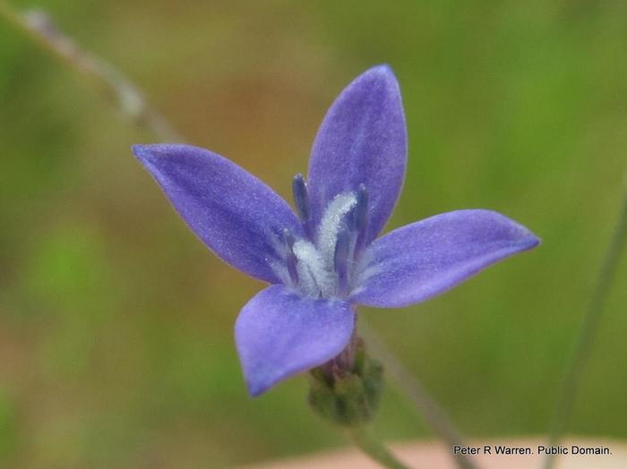 Oldenlandia affinis