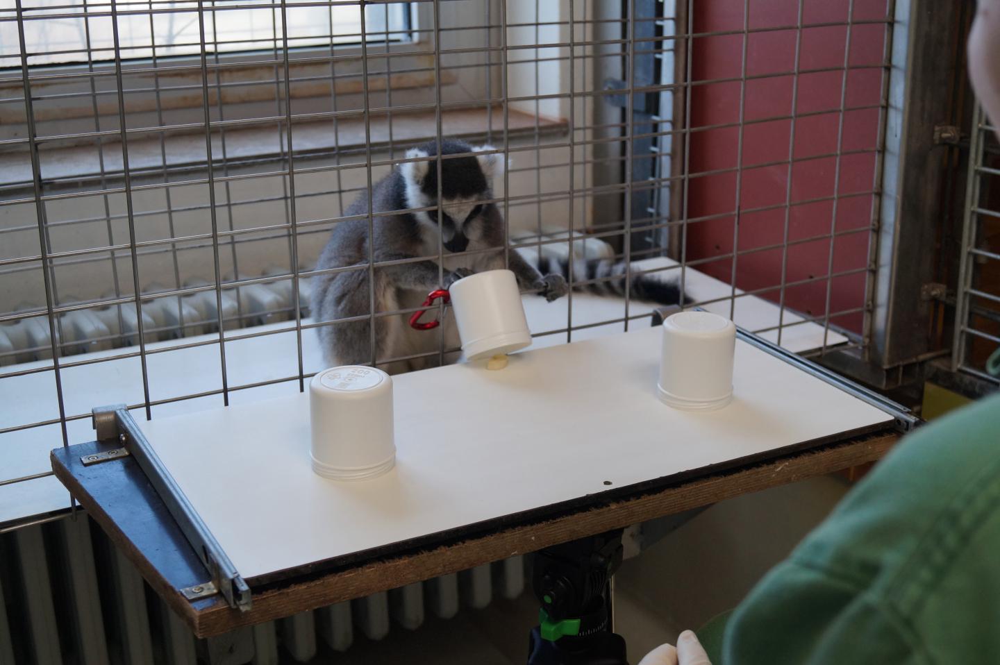 Primate Cognition Test Battery [IMAGE] EurekAlert! Science News Releases