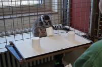 Primate Cognition Test Battery