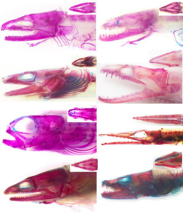 Suction Feeders and Biters