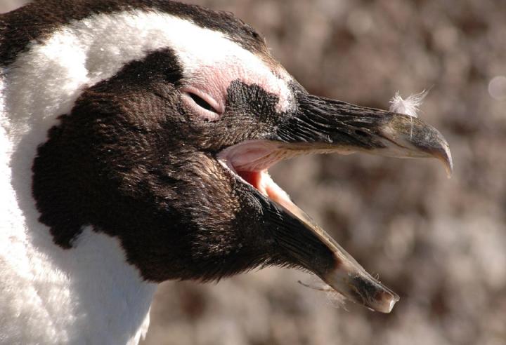 Facing Extinction- African Penguin