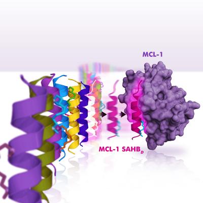 Prototype Drug Blocks MCL-1 Protein that Helps Cancer Tumors Survive Treatment