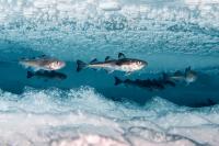Arctic Codfishes