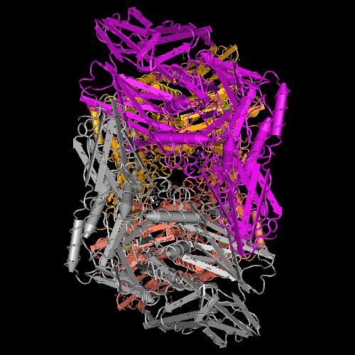 Bacteroides fragilis