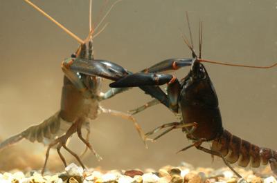 Crayfish Do Battle