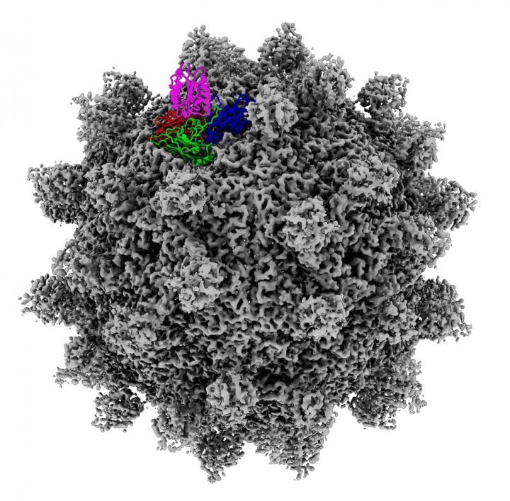 Cryo-EM Structure of SVV-ANTXR1 Complex