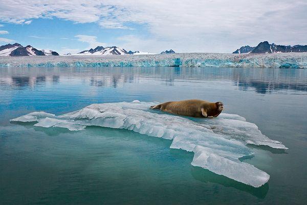 Walrus on Melting Arctic Ice