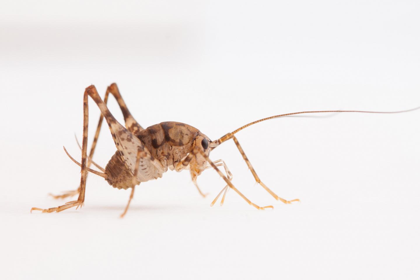 How Camel Crickets May Boost Biofuels