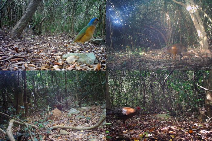 A glimpse of the faunal diversity of Nui Chua National Park in Viet Nam