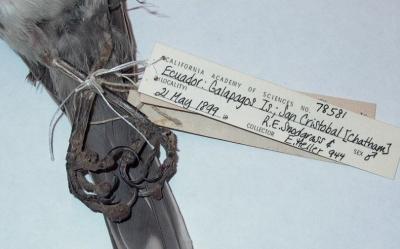 Chatham Mockingbird with Avian Pox Lesions from the Collections of the California Academy of Science