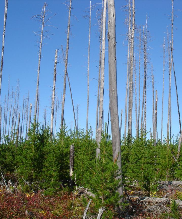 Jack pine regeneration following stand-replacing wildfire