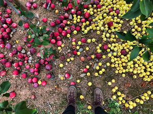 Apples from Canada's Apple Biodiversity Collection