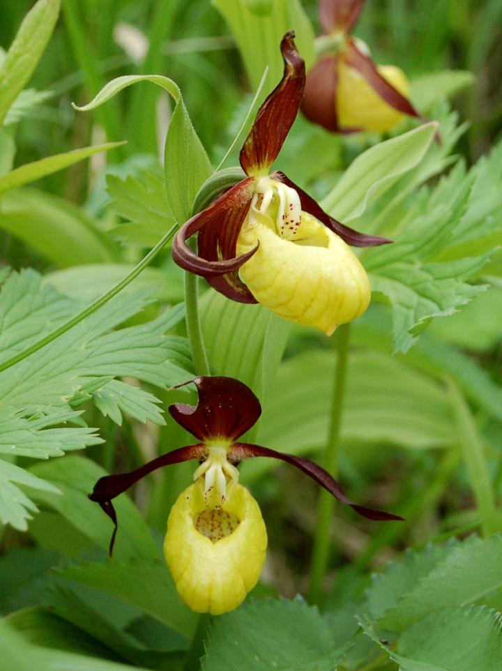 Lesser yellow lady's-slipper (Cypripedium calceolus)