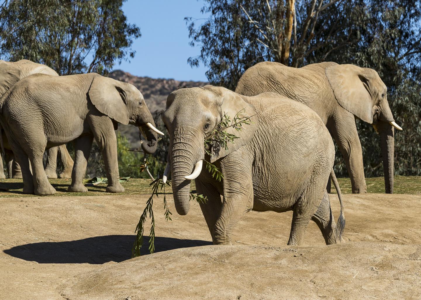 African Savanna Elephants