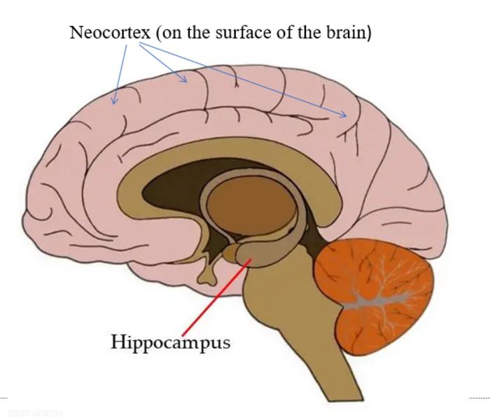 Location of the neocortex and hippocampus