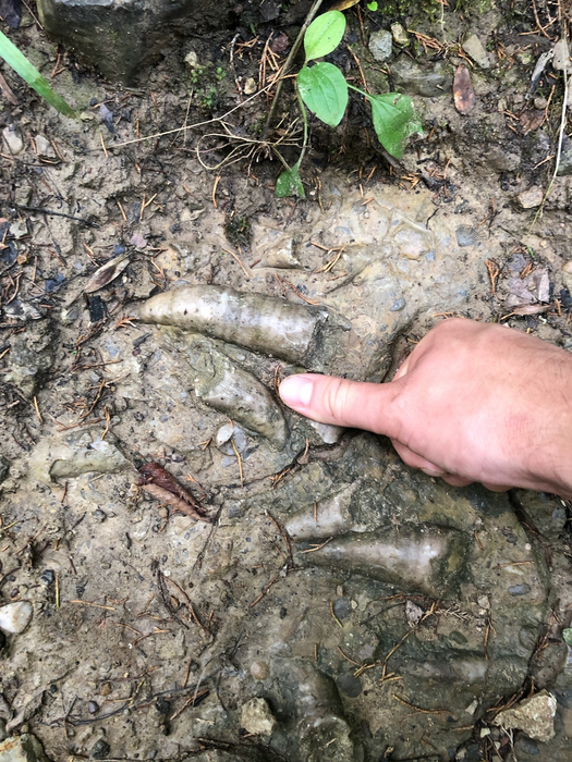 Post-Invasion Liberty Formation