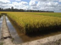 Rice Cultivars