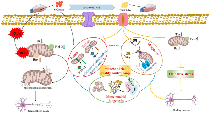 Scientists Find Vitamin K2 Repairs Nerve Cells via Mitochondrial Quality Control Loop