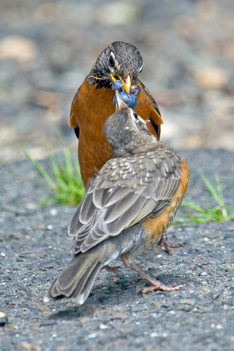 American Robin