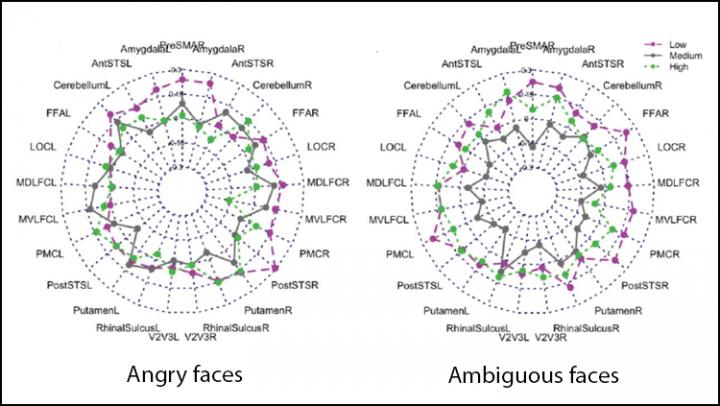 Lower Testosterone During Puberty Increases the Brain's Sensitivity to It in Adulthood