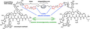 Chemical structure for shape-shifting antibiotic