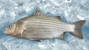 Hybrid Striped Bass