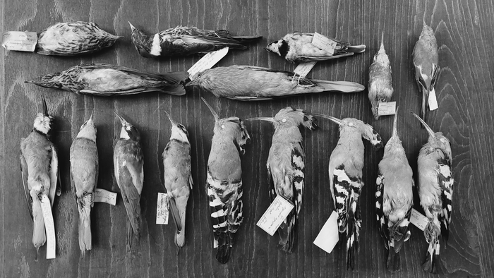 The bird skin collection of the Zoological Museum of Babeș Bolyai University