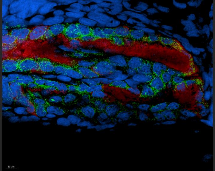 Microscopy Image of Luminous Symbionts