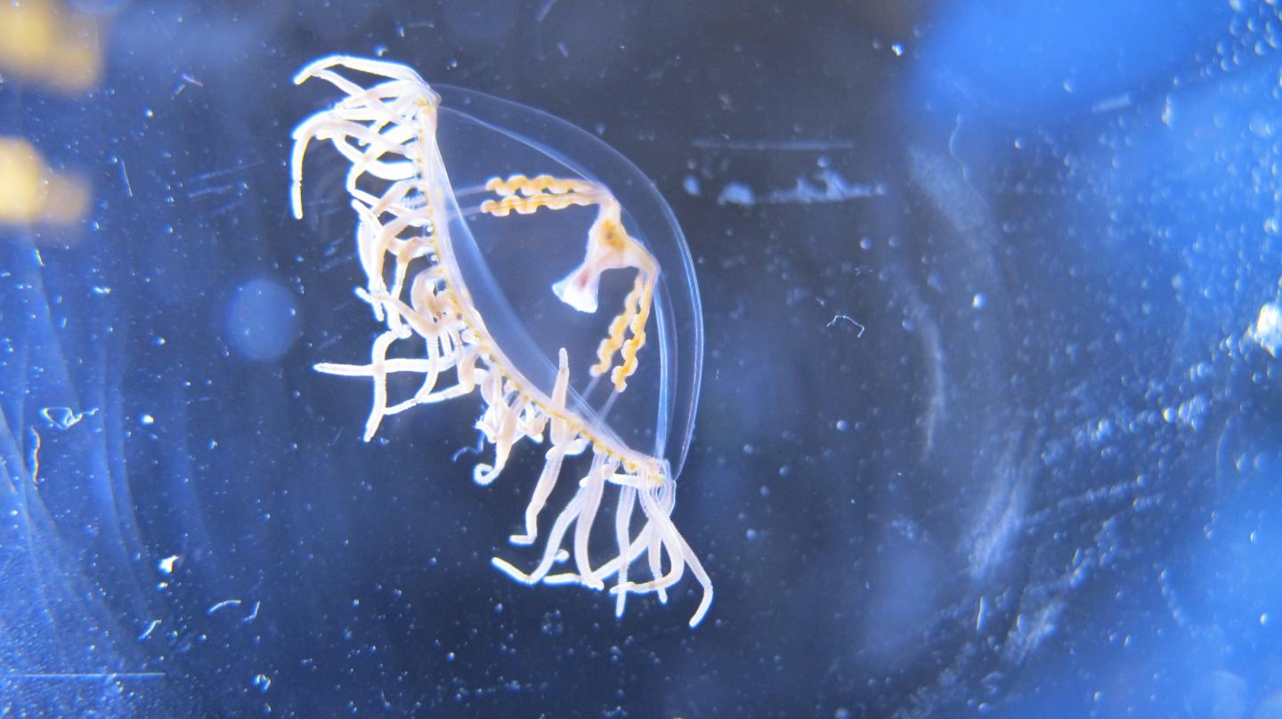 Clinging Jelly, Cape Cod