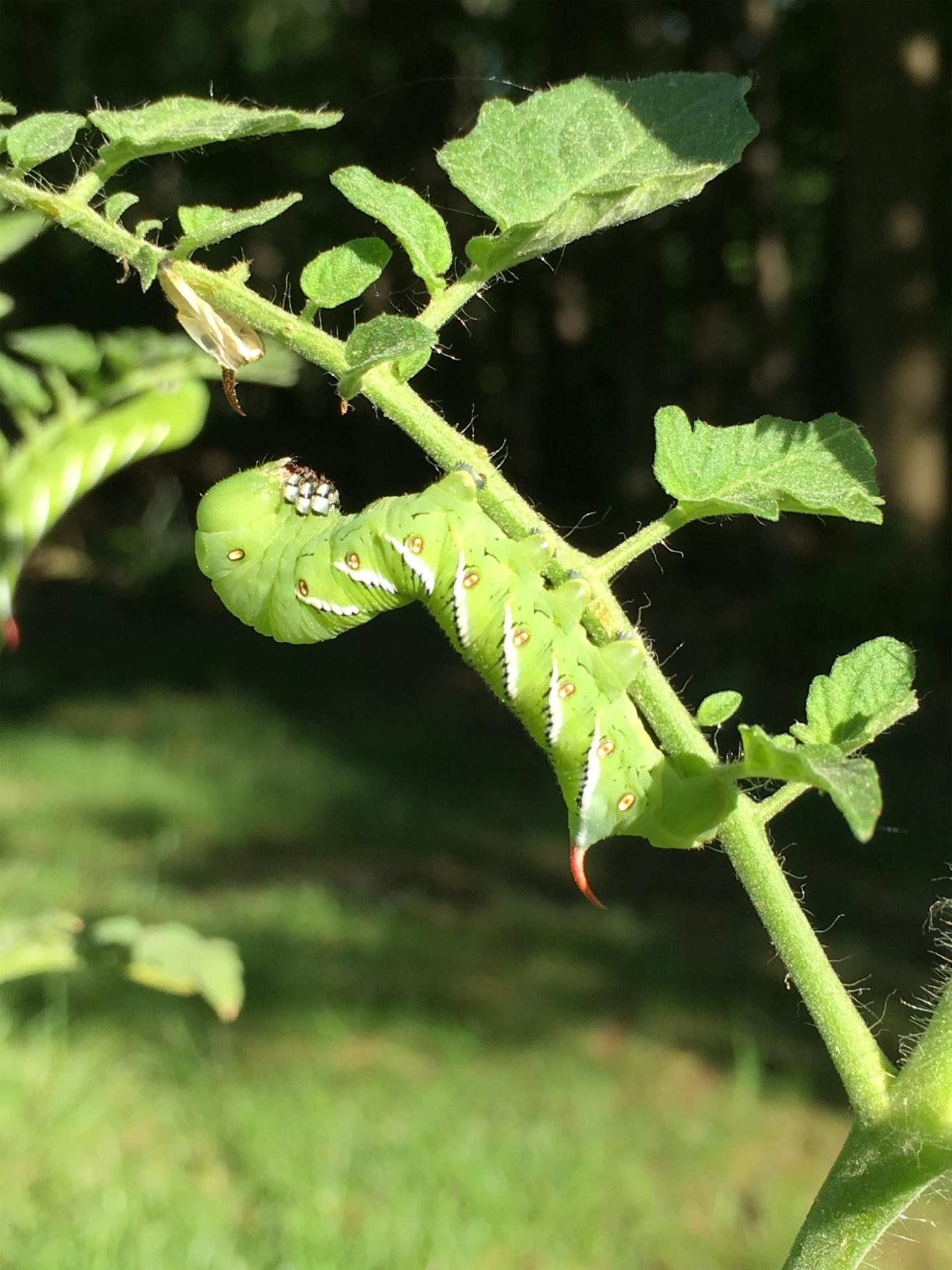 Tobacco hornworm (Manducta sexta) feeding on the cultivated tomato Solanum lycopersicum.