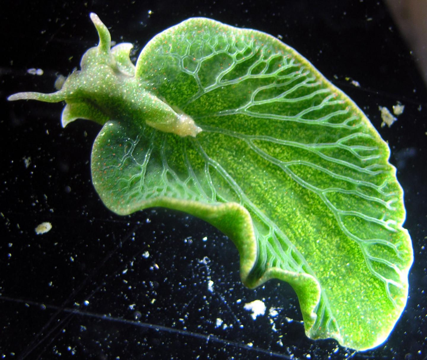 The Emerald Green Sea Slug, <i>Elysia chlorotica</i>