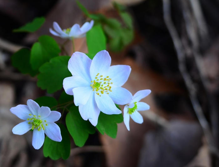 Thalictrum thalictroides