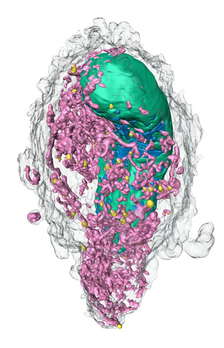 Soft X-ray microscopy