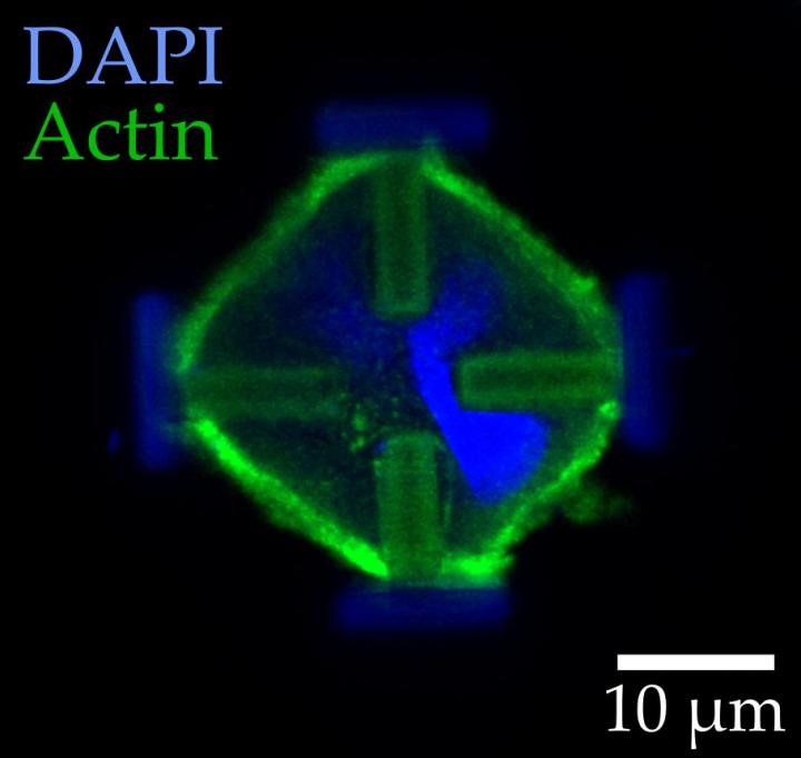 Light-Microscopic Images