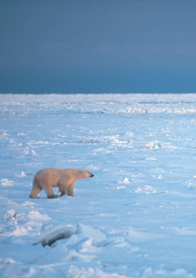 Polar Bears Older Than Previously Thought (3 of 5)