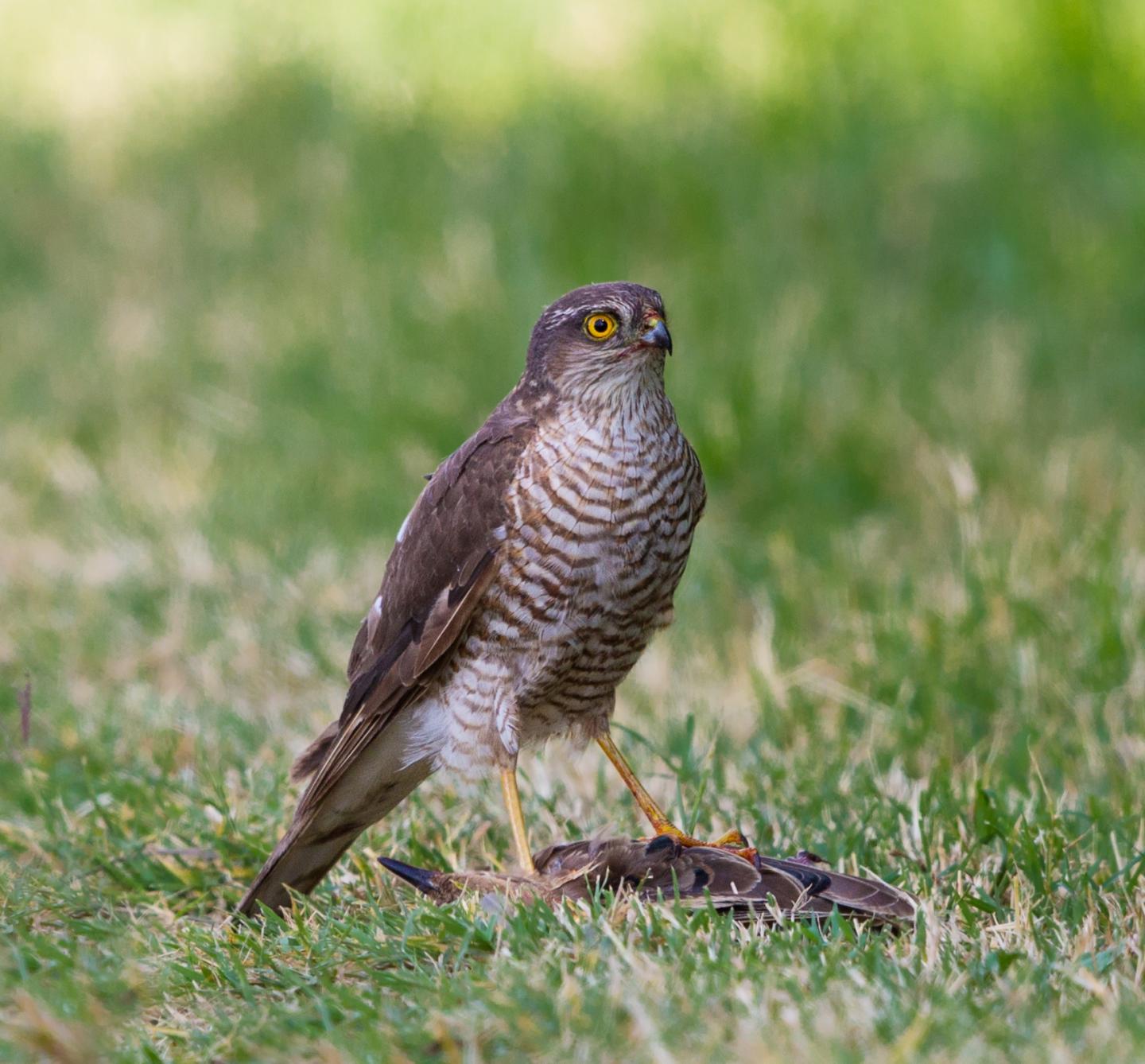 Sparrowhawk