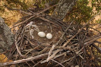 Birds Let Their Nests Speak for Them (3 of 10)