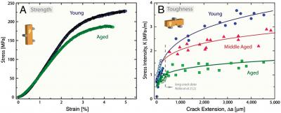Age-Related Bone Brittleness Chart