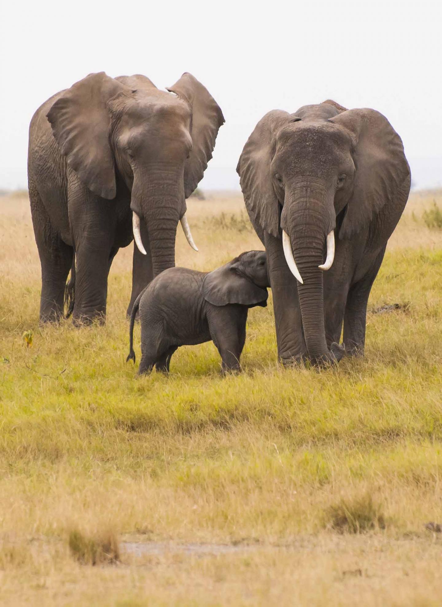 African Savanna Elephants