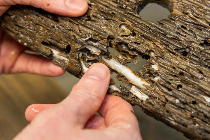 Naked Clams growing in wood - credit University of Plymouth