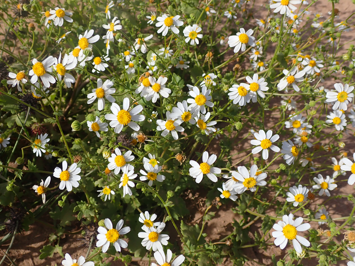 Brandegee’s rock daisy in Baja California