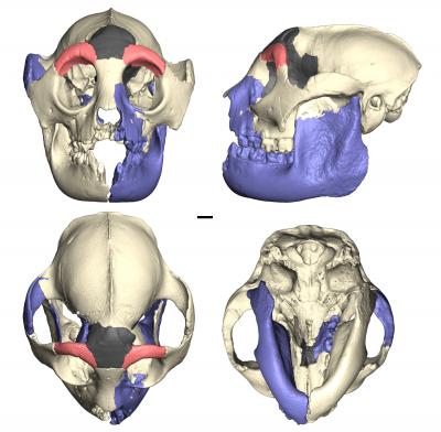 Piecing Together an Extinct Lemur, Large as a Big Baboon (1 of 3)