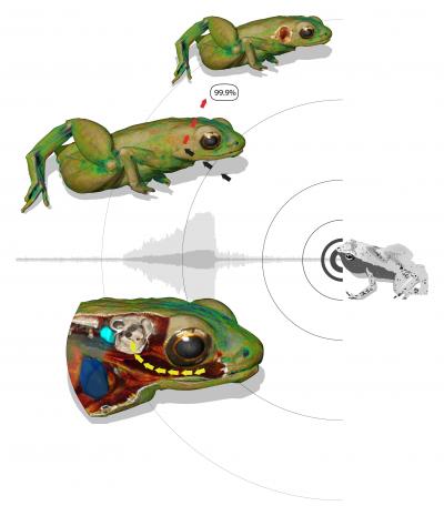 How Gardiner's Frogs Hear with Their Mouth