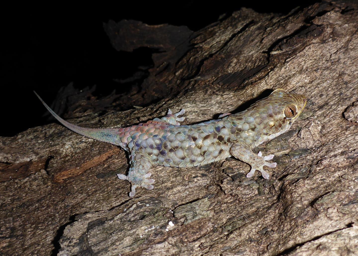 <i>Geckolepis megalepis</i>