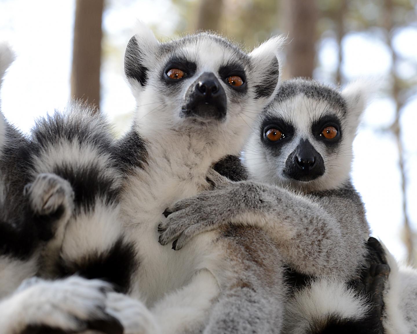 Ring-Tailed Lemurs