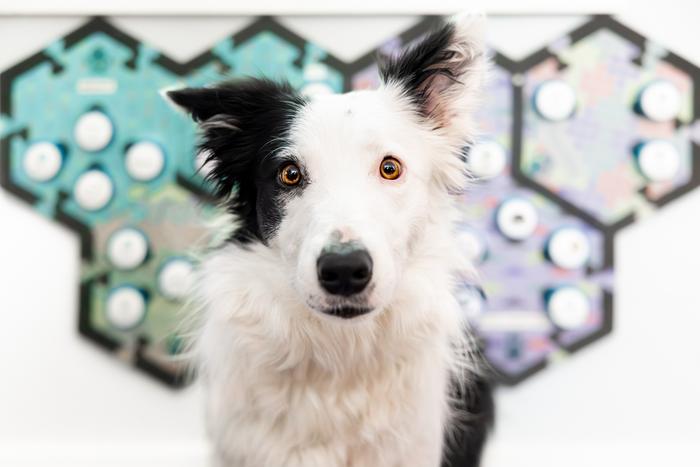 B&W dog and soundboard